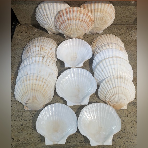 Natural Scallop Clam Shell Appetizer Plates (Luau, Seafood Party ) - Set Of 20 - Picture 4 of 17
